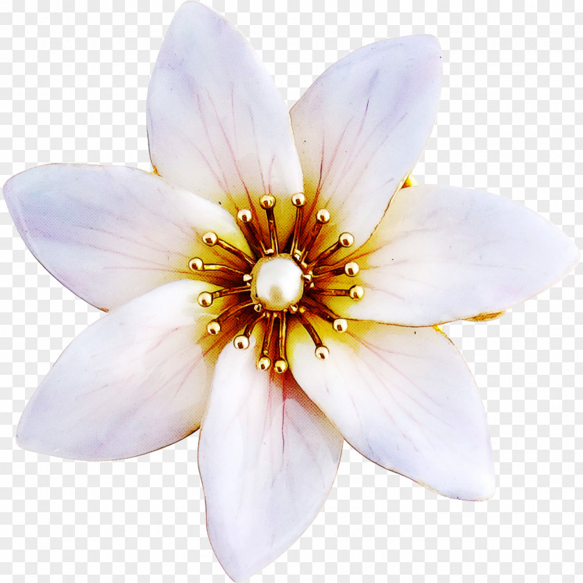 Petal Flower Plant Wildflower Magnolia PNG