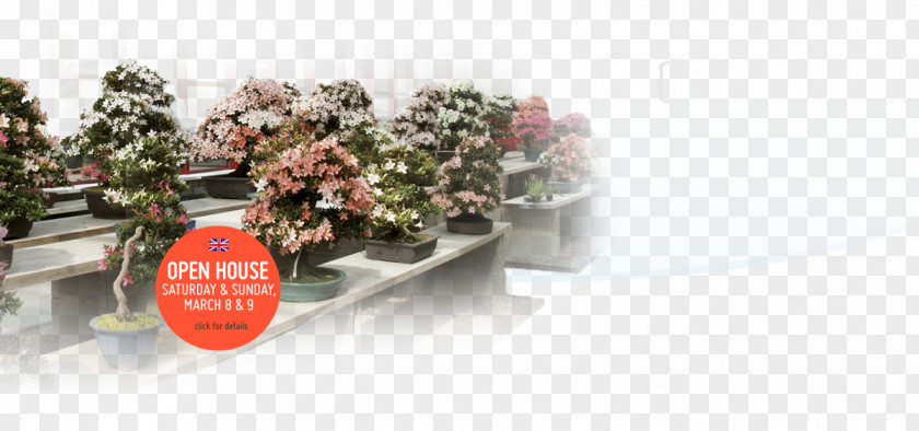 Tree Indoor Bonsai Flowerpot Hoka-en Studio PNG