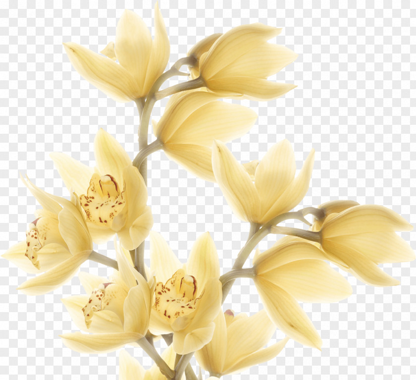 Flower Cut Flowers Rose Family Magnolia Petal PNG