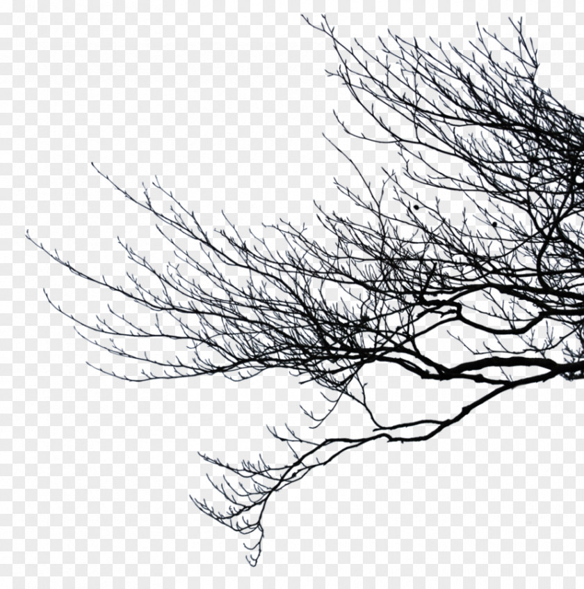 Branches Branch Tree Photography Clip Art PNG