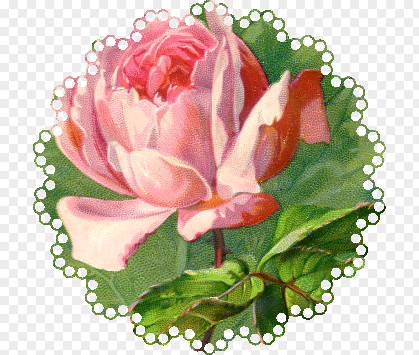 Graphics Of Roses Vintage Roses: Beautiful Varieties For Home And Garden Clip Art PNG