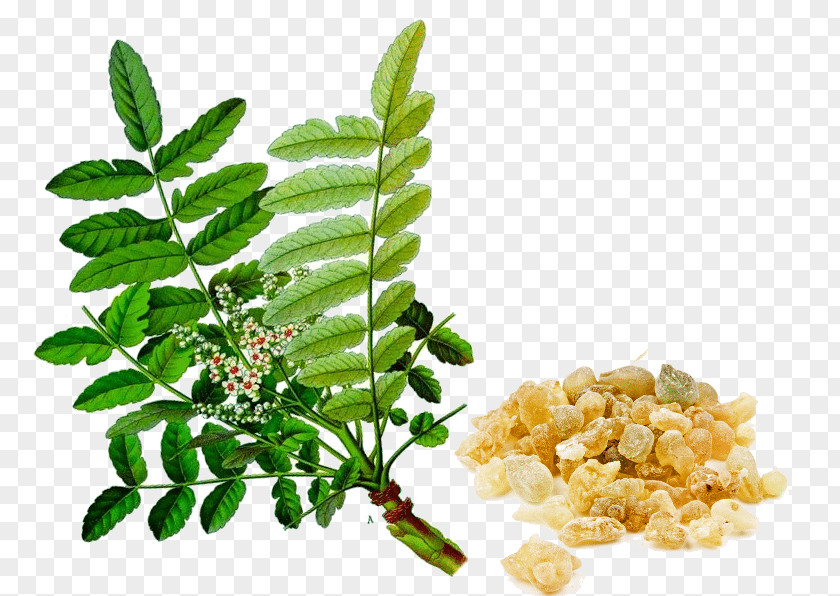 Indian Frankincense Extract Ayurveda Boswellia Sacra PNG