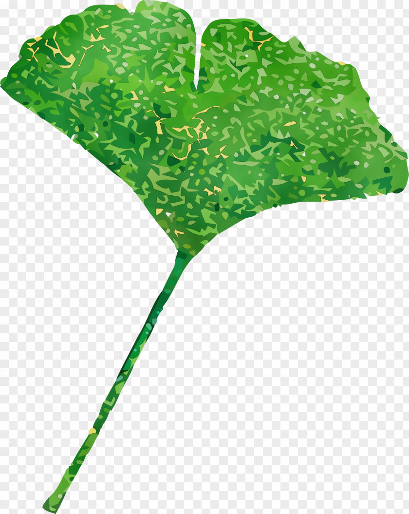 Leaf Plant Stem Tree Green Plants PNG