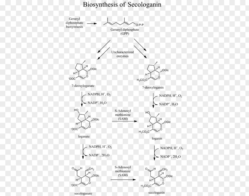 Secologanin Biosynthesis Geranyl Pyrophosphate Mevalonate Pathway Monoterpene PNG