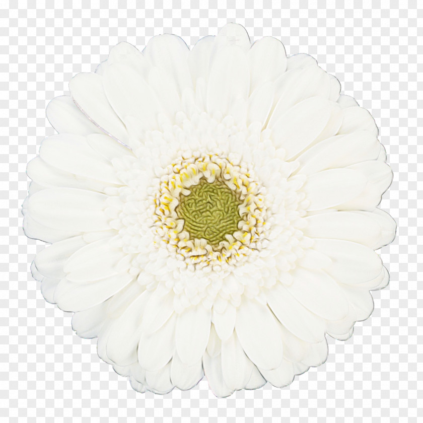 Transvaal Daisy Common White Flower Color PNG