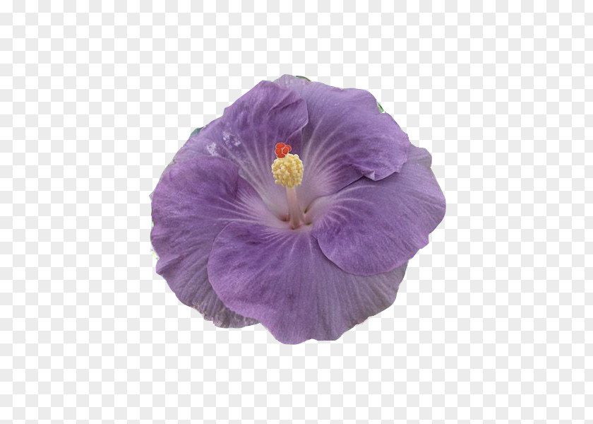 Violet Rosemallows Herbaceous Plant Plants Violaceae PNG