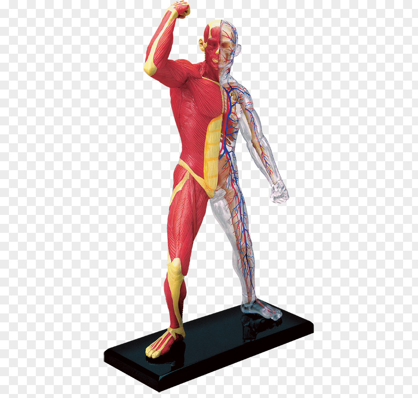 Anatomy Human Body Skeleton Muscle PNG