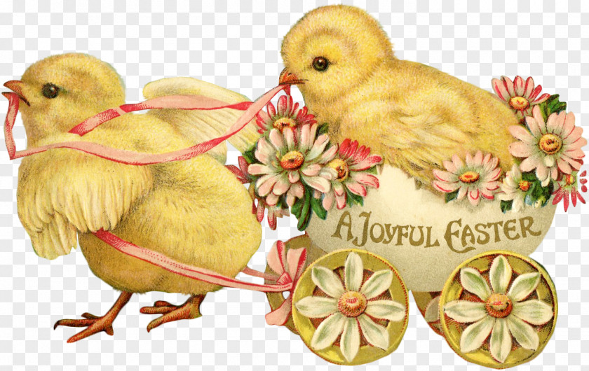 Chick Easter Bunny Postcard Greeting Card PNG