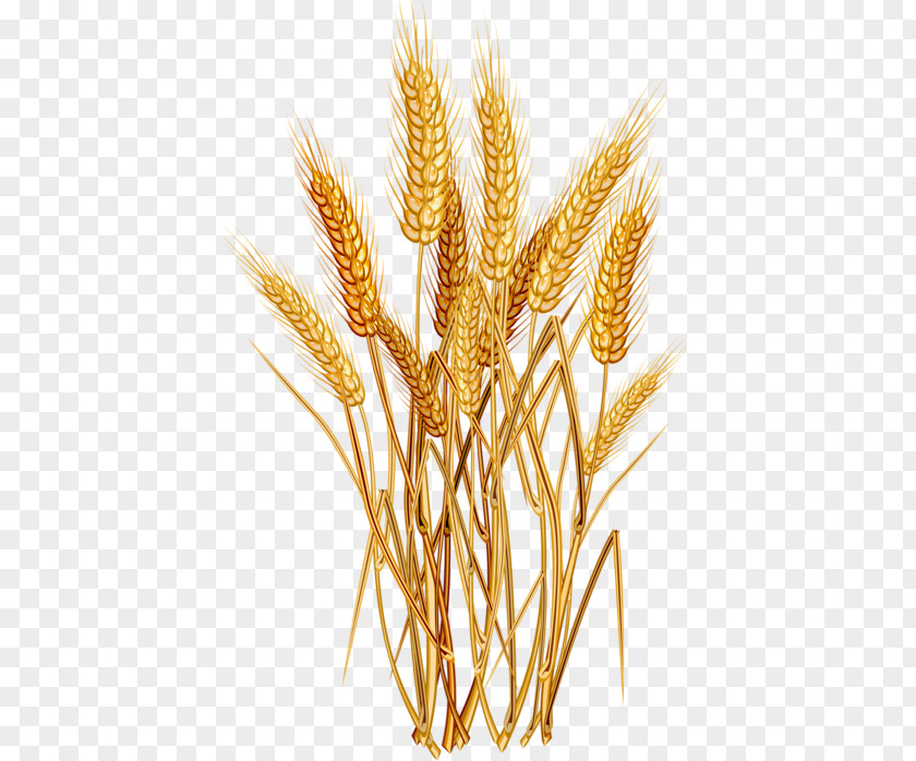 Kansas Wheat Fields Clip Art Cereal Common Oat PNG