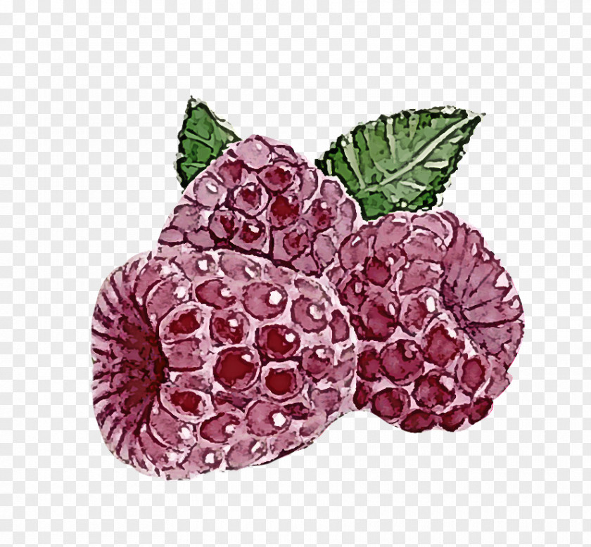 Raspberry Berry Blackberry Plant Loganberry PNG