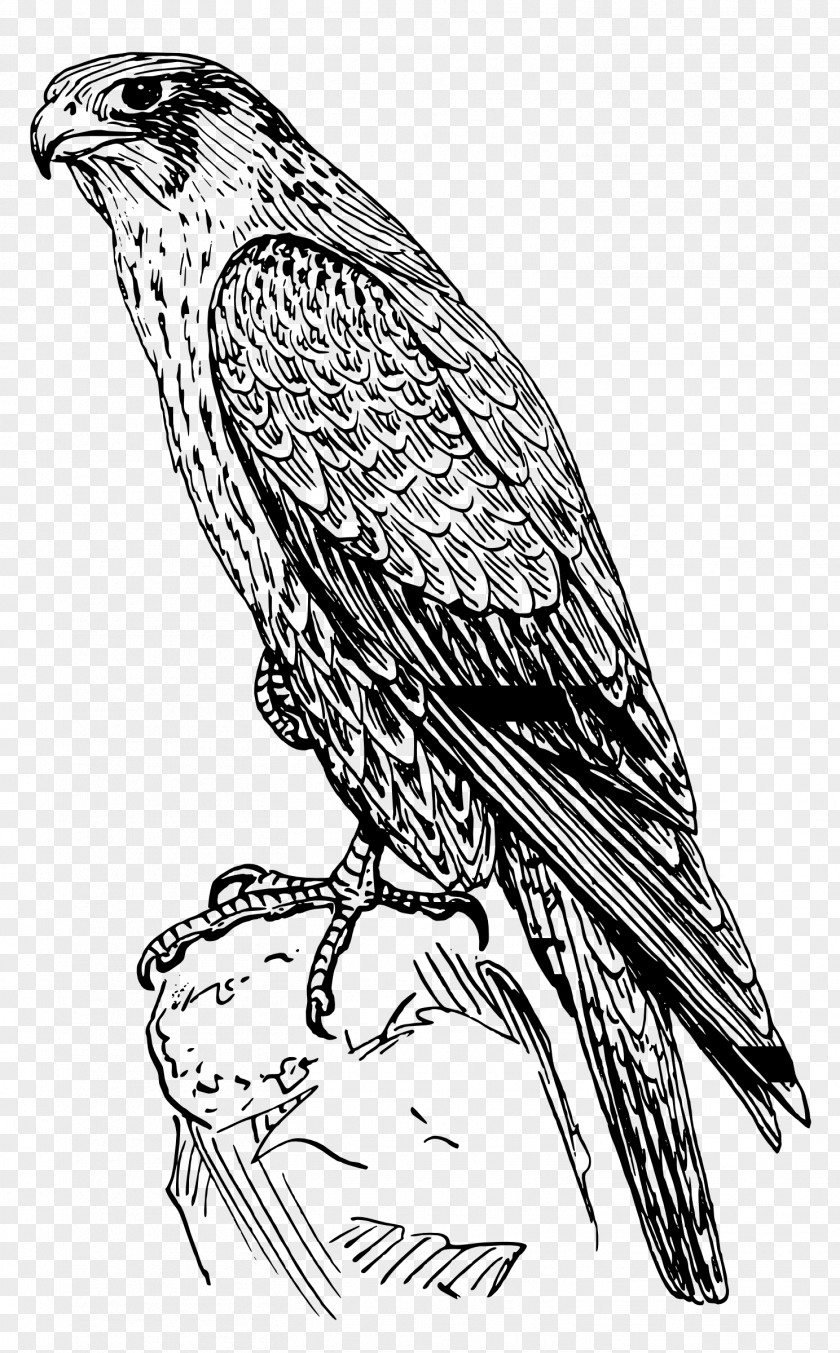 Red Shouldered Hawk Bobolink Bird Line Drawing PNG