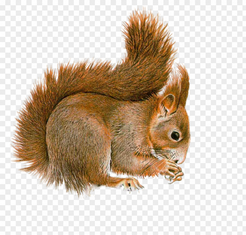 Squirrel Tree Red Rodent Clip Art PNG