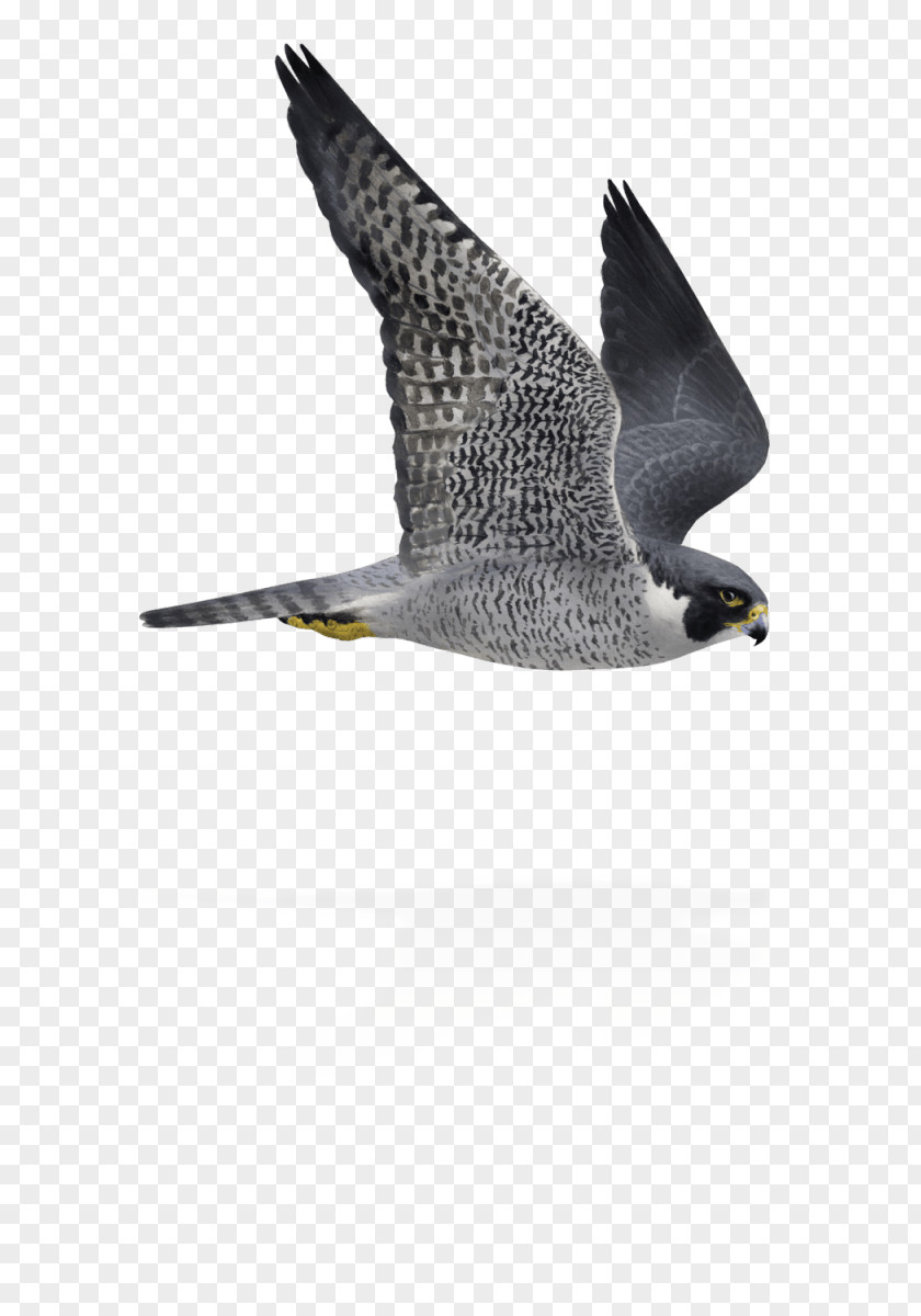 Bird Peregrine Falcon Flight Flying And Gliding Animals PNG