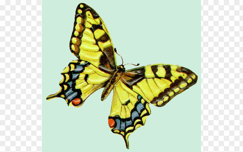 Butterfly Monarch Swallowtail Gardening Clip Art PNG