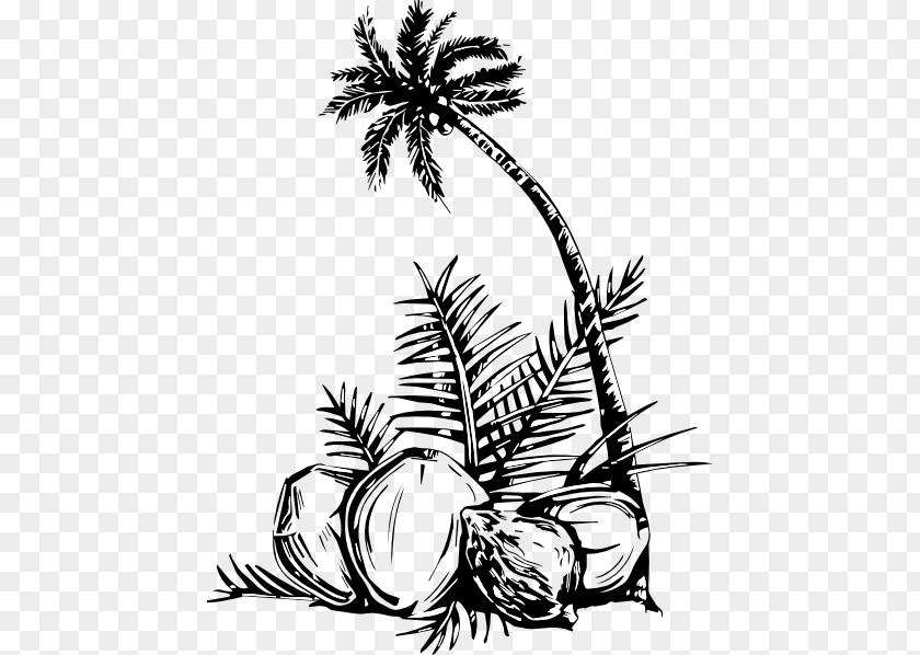Coconut Tree Vector Coloring Book Arecaceae Fruit PNG