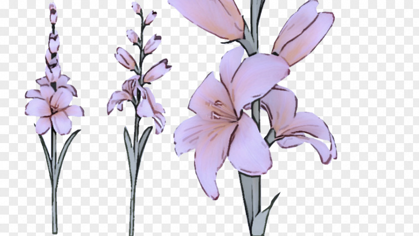 Cut Flowers Iris Flowering Plant Flower Lilac Gladiolus PNG