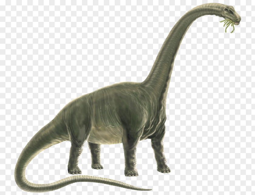 Dinosaur Terrestrial Animal PNG