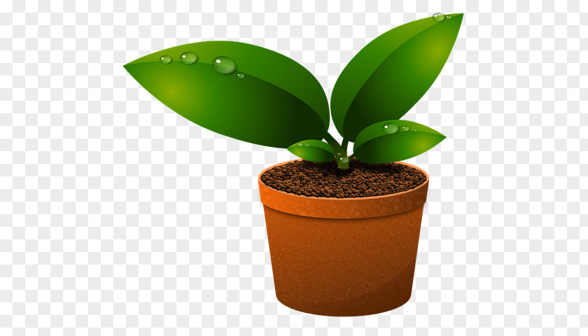 Moth Orchid Soil Green Leaf Background PNG