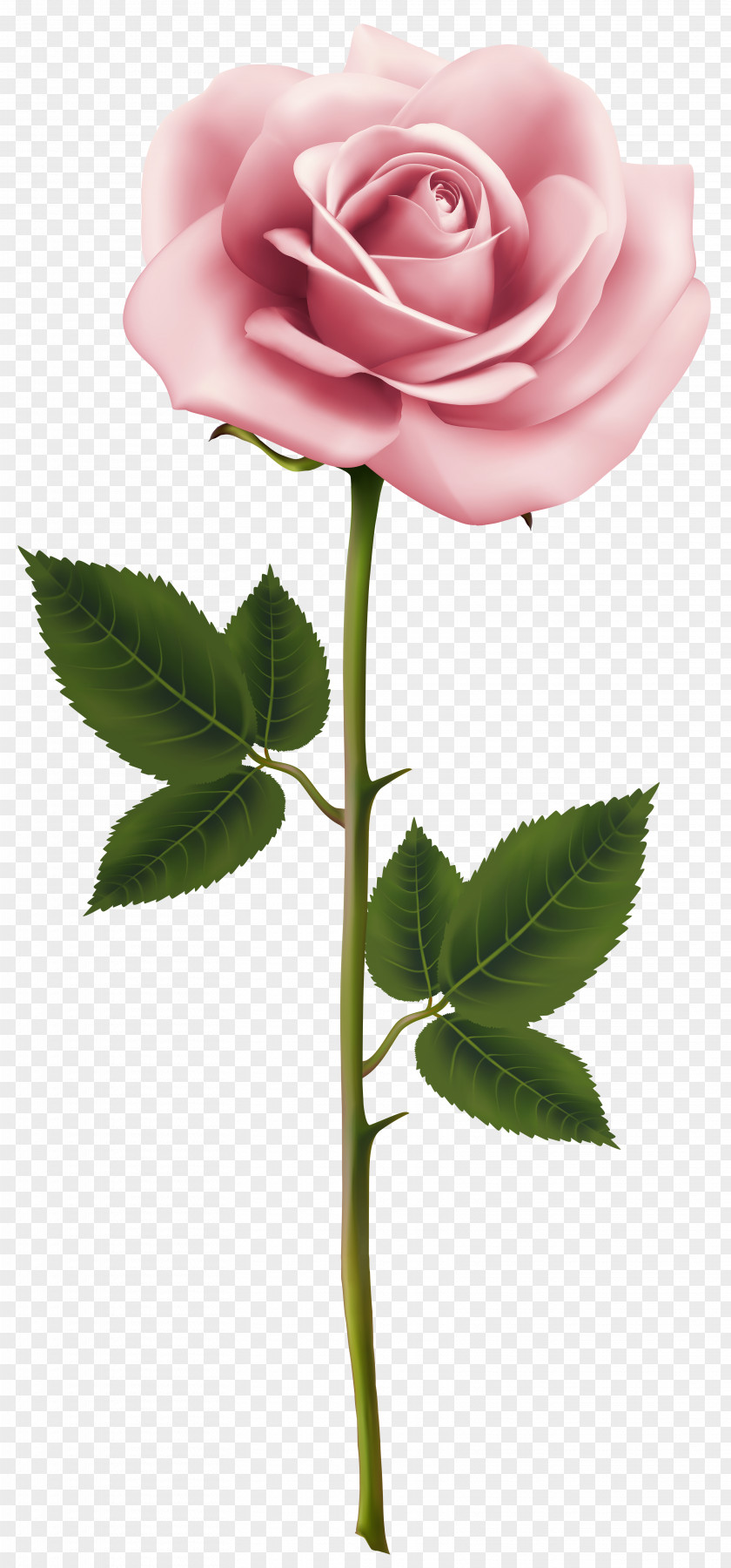 Pink Rose Clip Art Image Flower PNG