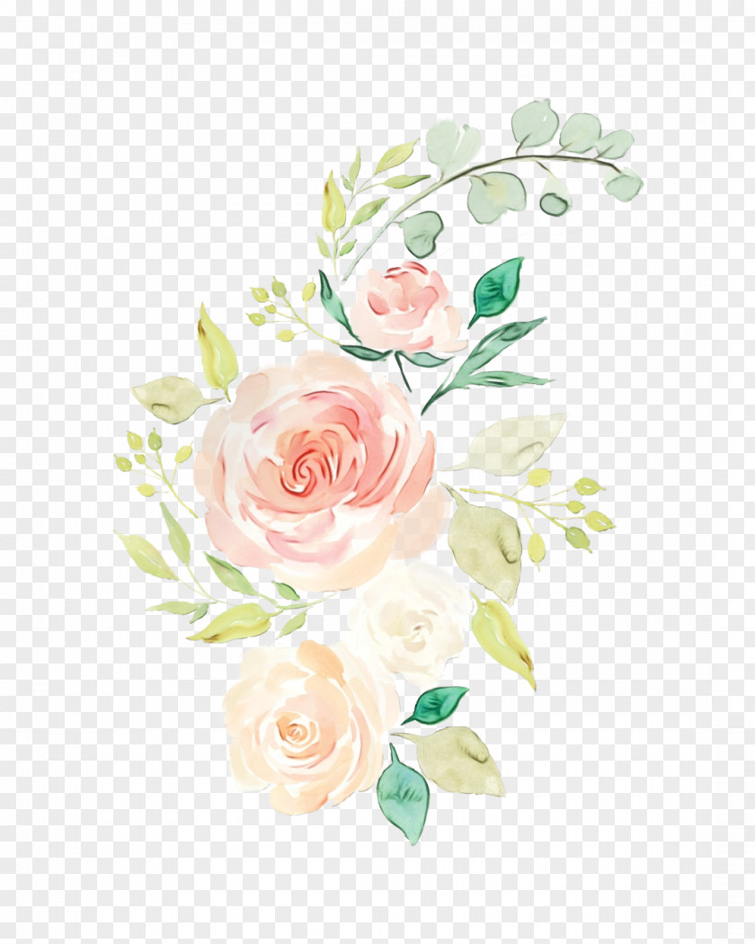 Plant Rose Family Garden Roses PNG