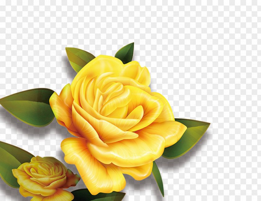 Rose Yellow Flower High-definition Television Wallpaper PNG