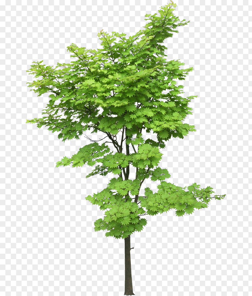 Tree Maple Landscape Elm Download PNG