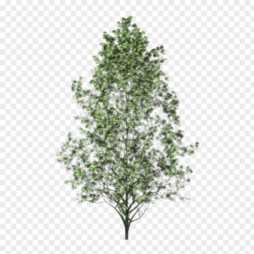 Arboles Christmas Tree Aspen Decoration Woody Plant PNG