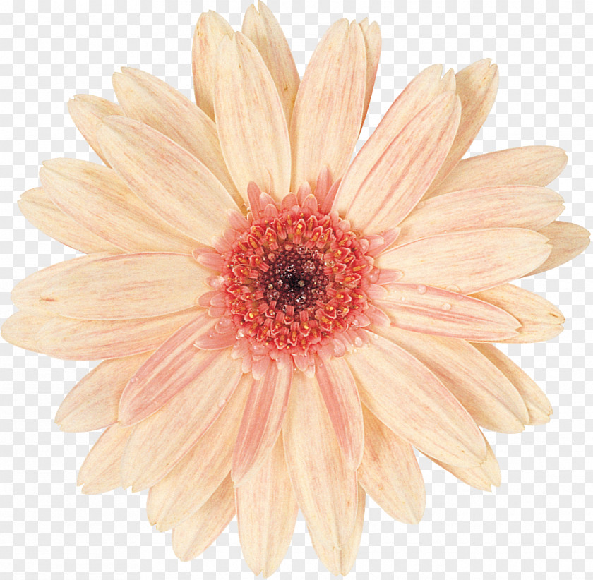 Gerbera Cut Flowers Photography Chrysanthemum Petal PNG