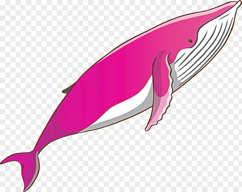 Pink Bottlenose Dolphin Fin Cetacea PNG