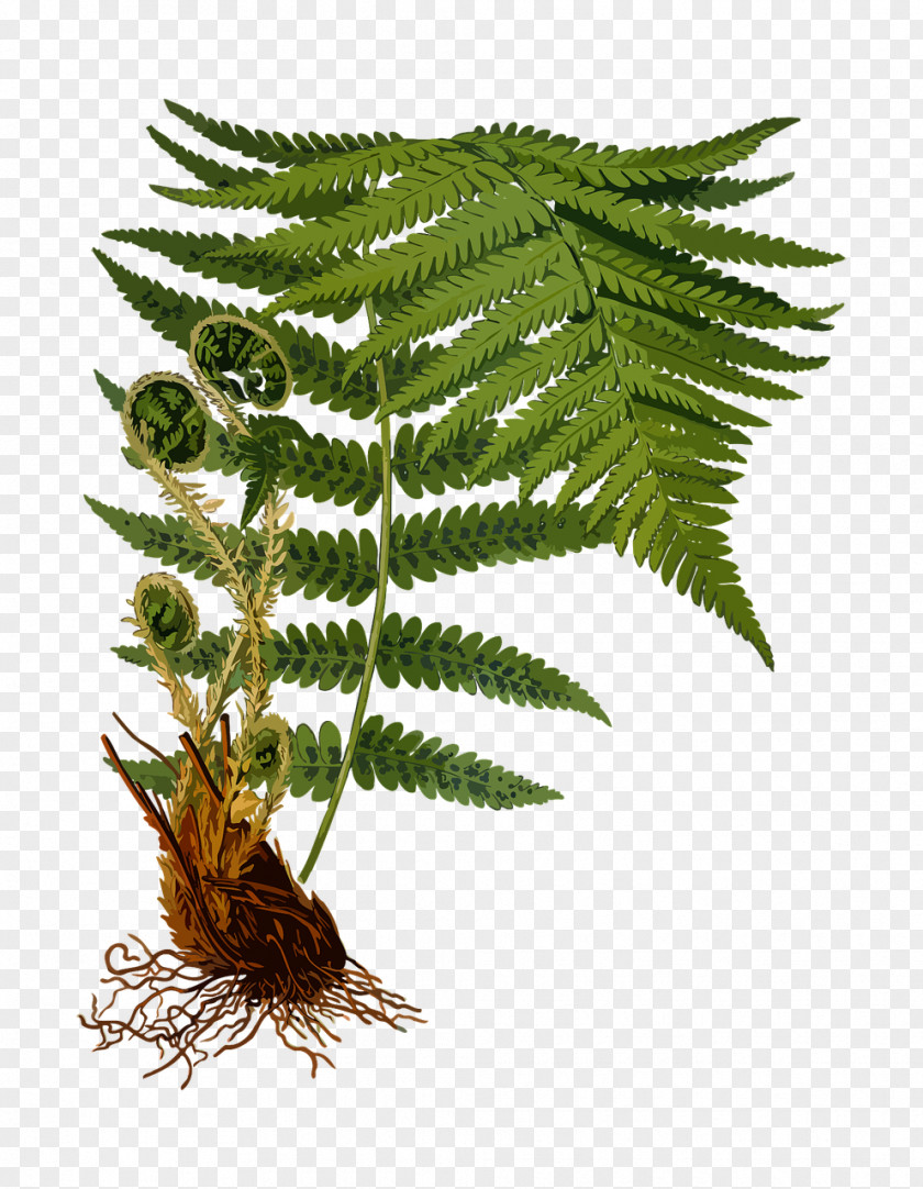 Plant Köhler's Medicinal Plants Male Fern Pteridophytes Dryopteris Carthusiana PNG