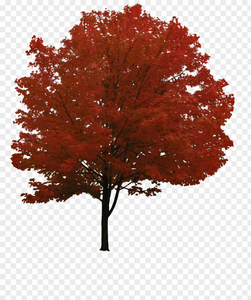 Tree Image Download Picture Red Maple Clip Art PNG