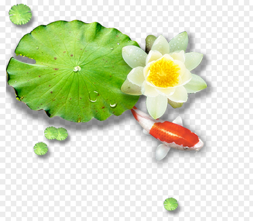 White Water Lily Lotus Pond Leaf Nelumbo Nucifera PNG