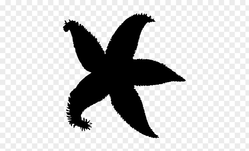 Bird Black-and-white Symbol Silhouette Wing PNG