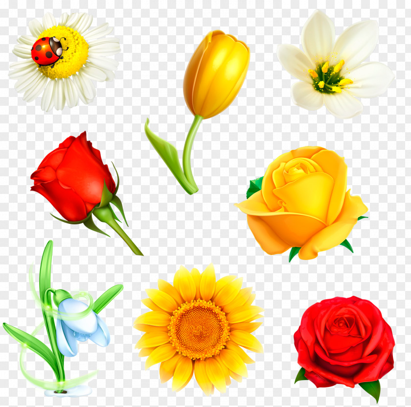 Crocus Flower Drawing Floral Design PNG