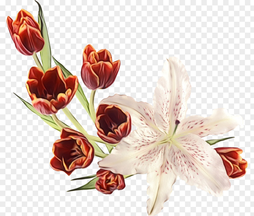 Flower Cut Flowers Plant Petal Bouquet PNG