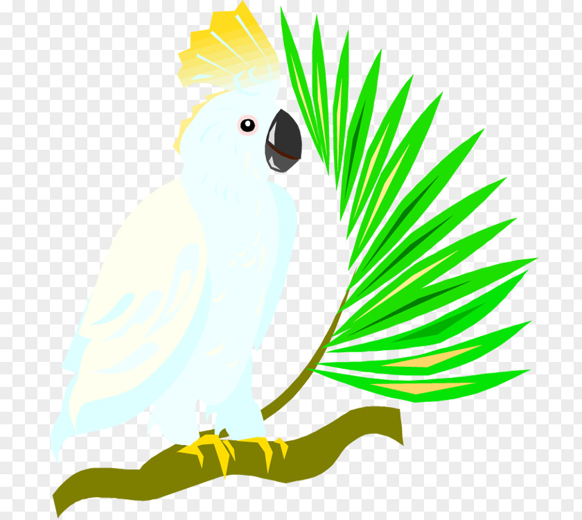 Cartoon Pictures Of Parrots Budgerigar Cockatoo Free Content Clip Art PNG