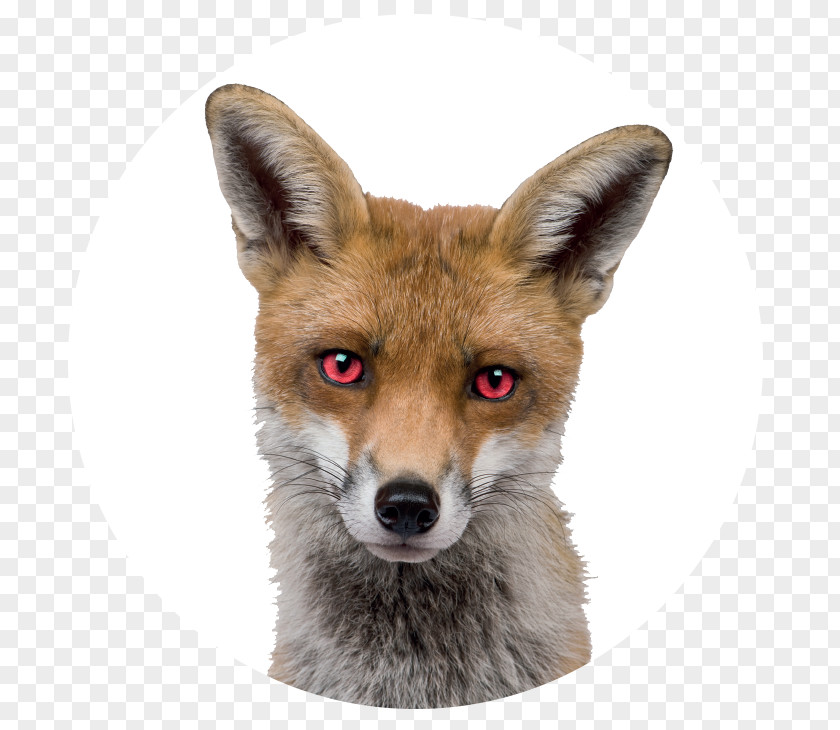Fox Red Stock Photography Royalty-free PNG