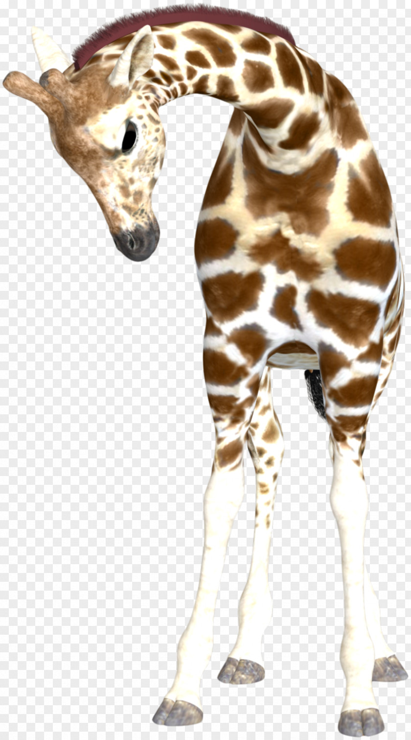 Giraffe Reticulated Download PNG