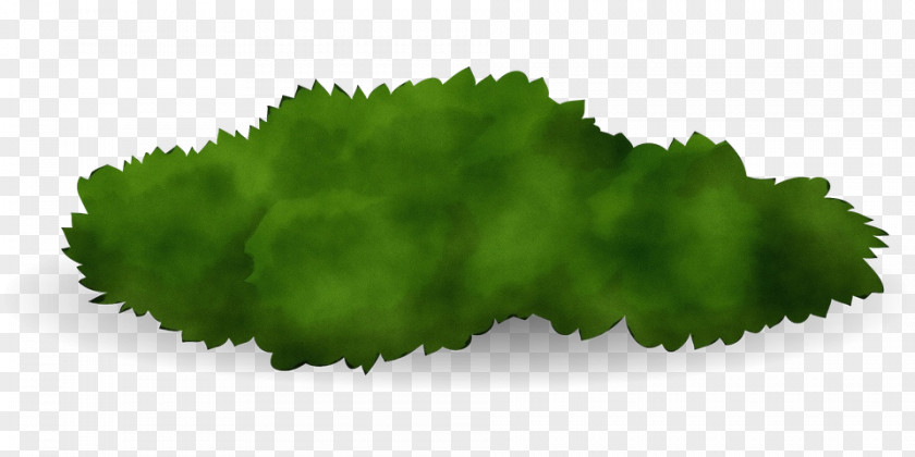 Herb Grass Green Leaf Watercolor PNG