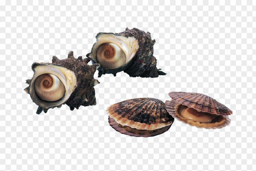 Scallops Conch Seafood Clam Shellfish Seashell Scallop PNG