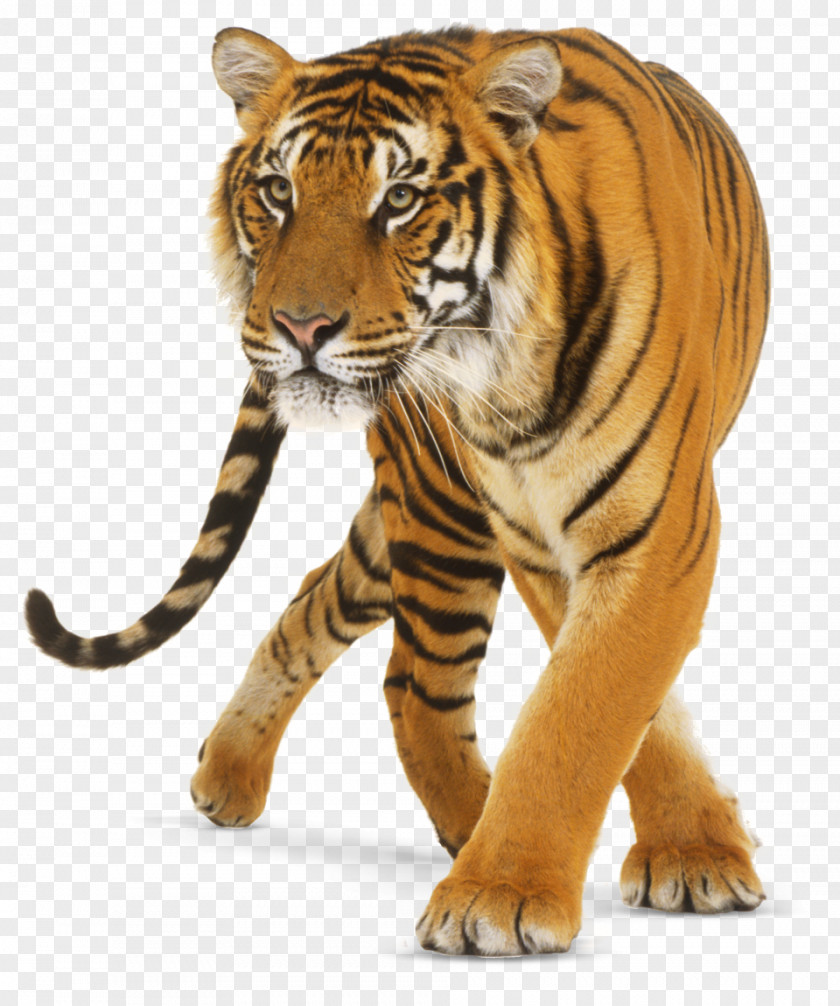 Tiger Lion Jaguar Bengal Cat Felidae PNG