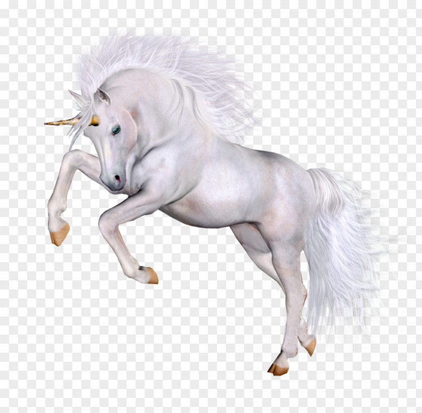 Unicorns Horse Unicorn PNG