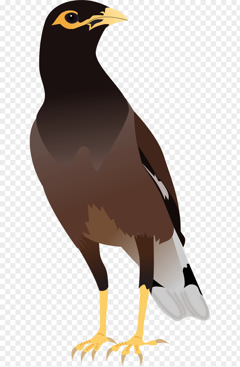 Bird Common Myna Hill Clip Art PNG