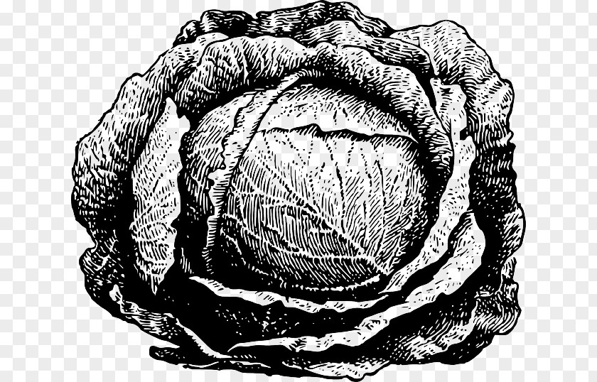 Cabbage Drawing Vegetable Clip Art PNG