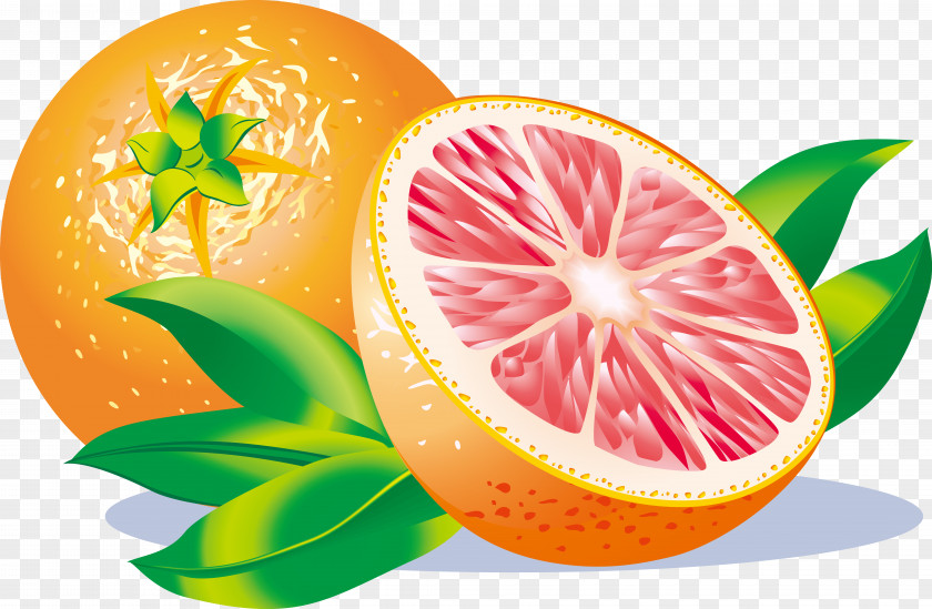 Cartoon Vector Grapefruit Material Juice Sour Lemon PNG