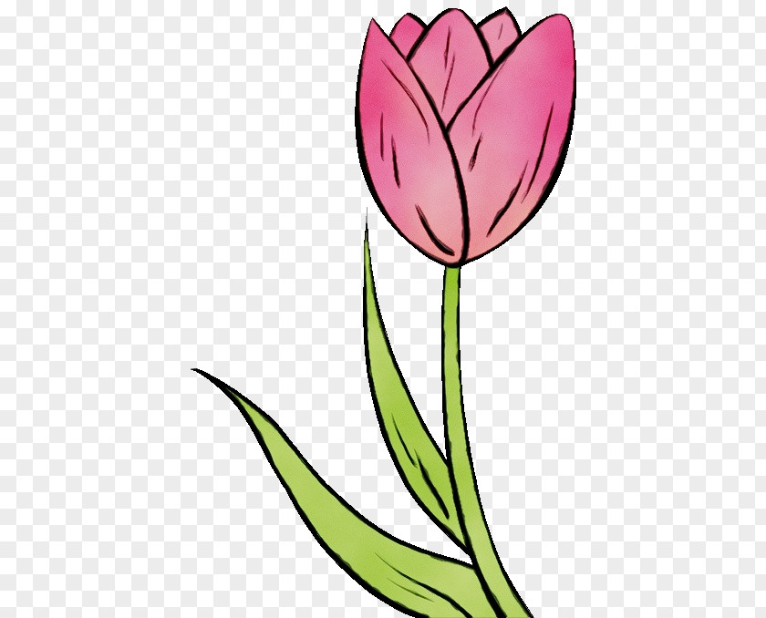 Leaf Petal Flowering Plant Flower Tulip Clip Art PNG