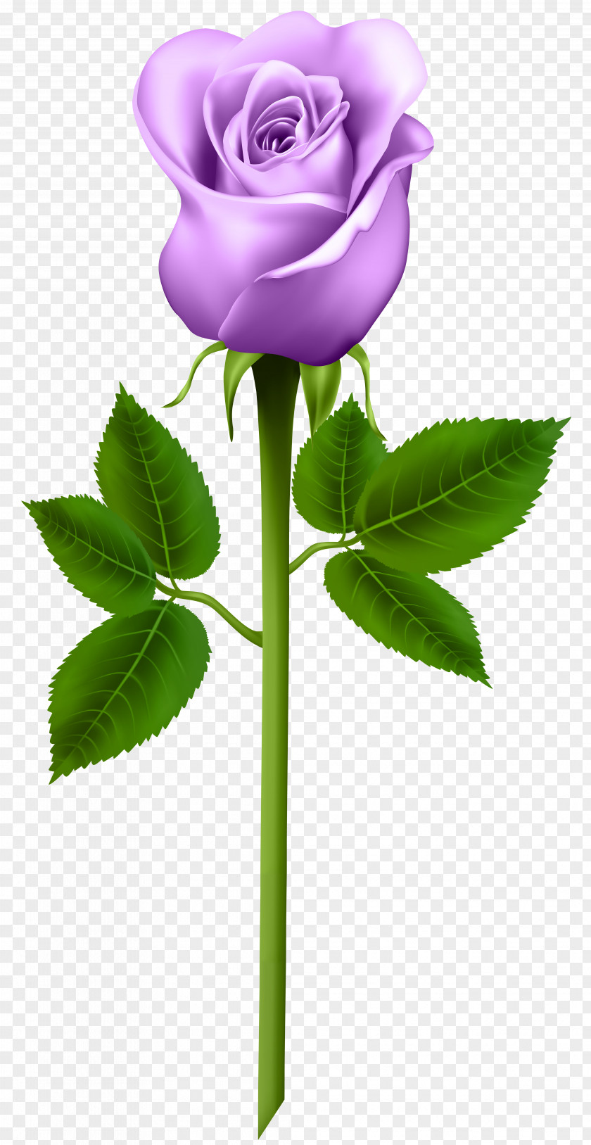 Purple Rose Transparent Image Clip Art PNG