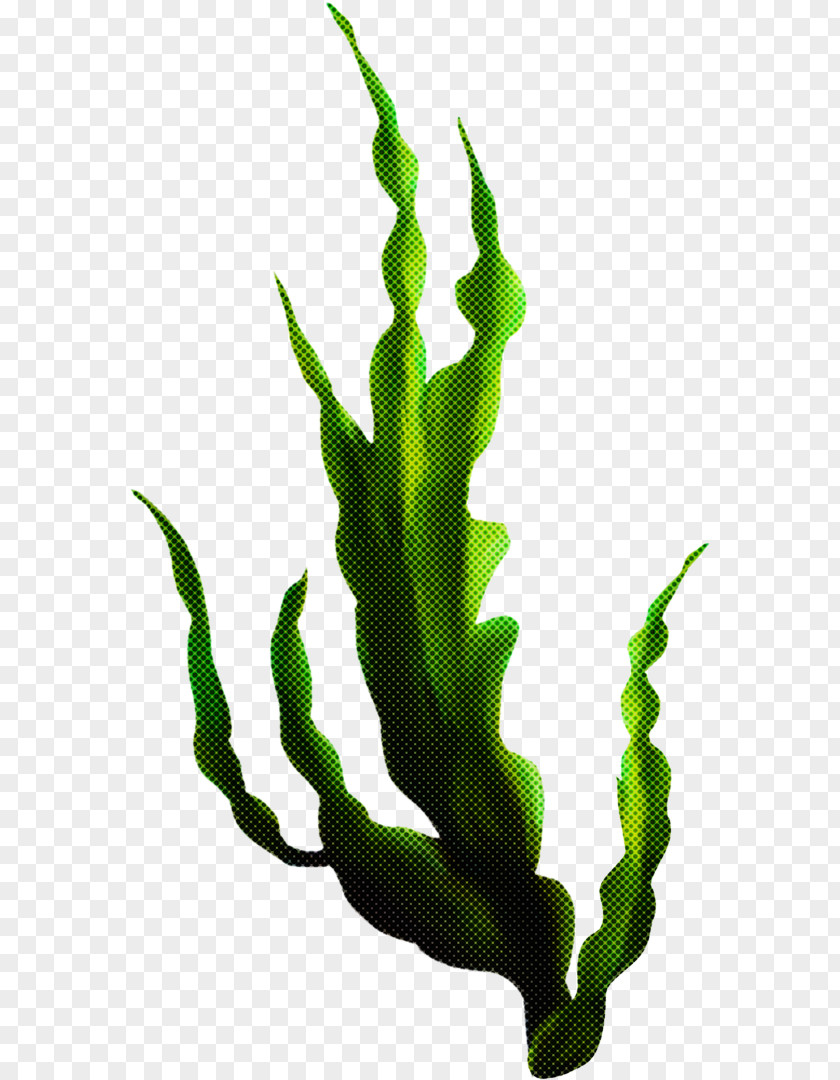 Caulerpa Cactus Seaweed Cartoon PNG