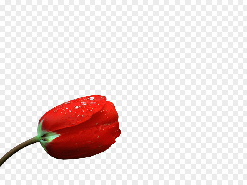 Red Rose Chili Pepper Bell Flower Petal PNG