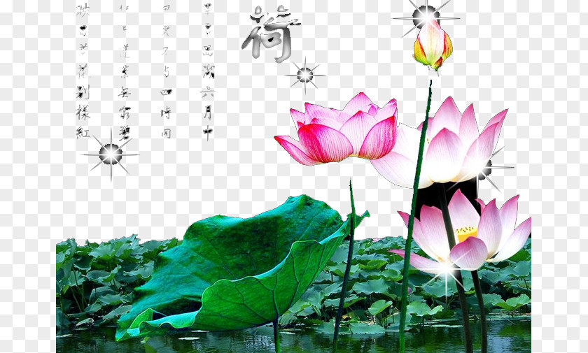 Summer Pond Lotus Nelumbo Nucifera Egyptian Wallpaper PNG